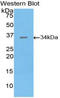 Salt Inducible Kinase 2 antibody, LS-C296336, Lifespan Biosciences, Western Blot image 