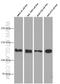 Cadherin 2 antibody, 66219-1-Ig, Proteintech Group, Western Blot image 
