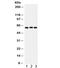 HPSE antibody, R32358, NSJ Bioreagents, Western Blot image 