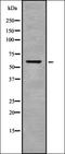Coi antibody, orb337716, Biorbyt, Western Blot image 