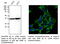 Ribosomal Protein S6 antibody, AB0052-200, SICGEN, Immunofluorescence image 