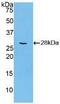 Cyclin D2 antibody, MBS2015663, MyBioSource, Western Blot image 