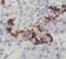 Insulin antibody, FNab04339, FineTest, Immunohistochemistry frozen image 