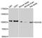 Jumping Translocation Breakpoint antibody, PA5-76608, Invitrogen Antibodies, Western Blot image 