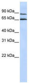 Probable G-protein coupled receptor 75 antibody, TA332022, Origene, Western Blot image 
