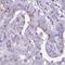 Family With Sequence Similarity 43 Member A antibody, HPA048345, Atlas Antibodies, Immunohistochemistry paraffin image 