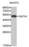 GATA Binding Protein 1 antibody, abx000727, Abbexa, Western Blot image 
