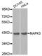 Erk1 antibody, A0228, ABclonal Technology, Western Blot image 