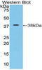 Islet cell autoantigen 1 antibody, LS-C300899, Lifespan Biosciences, Western Blot image 