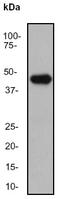 Indian Hedgehog Signaling Molecule antibody, ab52919, Abcam, Western Blot image 