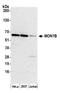 MON1 Homolog B, Secretory Trafficking Associated antibody, A305-714A-M, Bethyl Labs, Western Blot image 