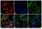 Rabbit IgG antibody, A16028, Invitrogen Antibodies, Immunofluorescence image 