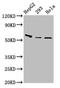  antibody, LS-C674955, Lifespan Biosciences, Western Blot image 