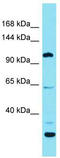 Espin Like antibody, TA335346, Origene, Western Blot image 