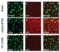 HLA class II histocompatibility antigen, DRB1-4 beta chain antibody, 1167, ProSci, Immunofluorescence image 