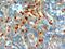 Neuroepithelial Cell Transforming 1 antibody, 45-947, ProSci, Immunohistochemistry paraffin image 