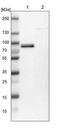 CBP80/20-dependent translation initiation factor antibody, NBP1-83007, Novus Biologicals, Western Blot image 