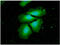 Nucleoside diphosphate kinase B antibody, GTX57712, GeneTex, Immunofluorescence image 