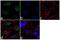 RAD1 Checkpoint DNA Exonuclease antibody, 702149, Invitrogen Antibodies, Immunofluorescence image 