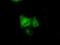 GRIP1 Associated Protein 1 antibody, GTX84411, GeneTex, Immunofluorescence image 