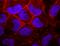Ras antibody, orb67546, Biorbyt, Immunofluorescence image 