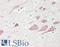 Microtubule Associated Protein Tau antibody, LS-B13460, Lifespan Biosciences, Immunohistochemistry paraffin image 