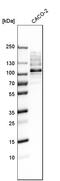 Ribosome Binding Protein 1 antibody, HPA009026, Atlas Antibodies, Western Blot image 