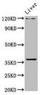 Upstream stimulatory factor 2 antibody, LS-C672690, Lifespan Biosciences, Western Blot image 