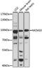 Minichromosome Maintenance 10 Replication Initiation Factor antibody, GTX33309, GeneTex, Western Blot image 