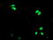 ERCC Excision Repair 4, Endonuclease Catalytic Subunit antibody, TA503294, Origene, Immunofluorescence image 