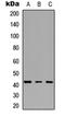 FPR3 antibody, orb234849, Biorbyt, Western Blot image 