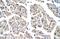 T Cell Leukemia Homeobox 2 antibody, PA5-41573, Invitrogen Antibodies, Immunohistochemistry paraffin image 