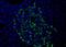 Heparanase antibody, MA5-16130, Invitrogen Antibodies, Immunofluorescence image 