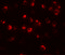 Maelstrom Spermatogenic Transposon Silencer antibody, 5667, ProSci, Immunofluorescence image 