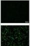Dengue Virus Type II antibody, PA5-32198, Invitrogen Antibodies, Immunofluorescence image 