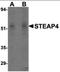 STEAP4 antibody, orb87361, Biorbyt, Western Blot image 