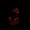 Nuclear Receptor Subfamily 0 Group B Member 2 antibody, orb381917, Biorbyt, Immunocytochemistry image 