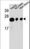ATP synthase subunit d, mitochondrial antibody, LS-C156659, Lifespan Biosciences, Western Blot image 