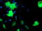 Epsin 2 antibody, TA504297, Origene, Immunofluorescence image 
