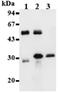 Cyclin-dependent kinase 1 antibody, ADI-KAM-CC101-E, Enzo Life Sciences, Immunoprecipitation image 