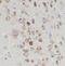 NudC Domain Containing 3 antibody, FNab05897, FineTest, Immunohistochemistry frozen image 