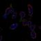 Leucine Rich Repeat Containing 26 antibody, NBP2-30877, Novus Biologicals, Immunofluorescence image 