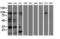 DNA excision repair protein ERCC-1 antibody, LS-C786943, Lifespan Biosciences, Western Blot image 