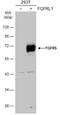 Fibroblast Growth Factor Receptor Like 1 antibody, NBP1-31461, Novus Biologicals, Western Blot image 