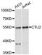 Cytoplasmic tRNA 2-thiolation protein 2 antibody, LS-C748067, Lifespan Biosciences, Western Blot image 
