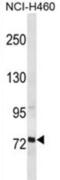 Regulatory Factor X2 antibody, abx027032, Abbexa, Western Blot image 