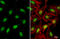 ATRX Chromatin Remodeler antibody, GTX101310, GeneTex, Immunofluorescence image 