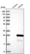Ras Homolog Family Member H antibody, NBP1-88816, Novus Biologicals, Western Blot image 