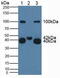 Killer Cell Lectin Like Receptor B1 antibody, MBS2013141, MyBioSource, Western Blot image 