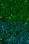 Scaffold Attachment Factor B antibody, 16-198, ProSci, Immunofluorescence image 
